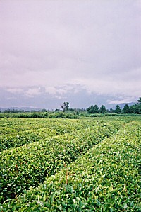Абхазская чайная плантация. Фото Николая Монахова...